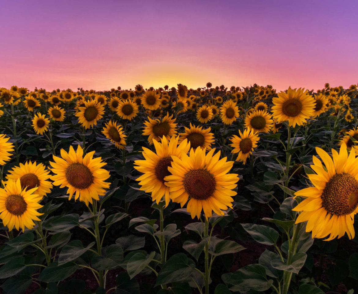 Leaning towards the sun
