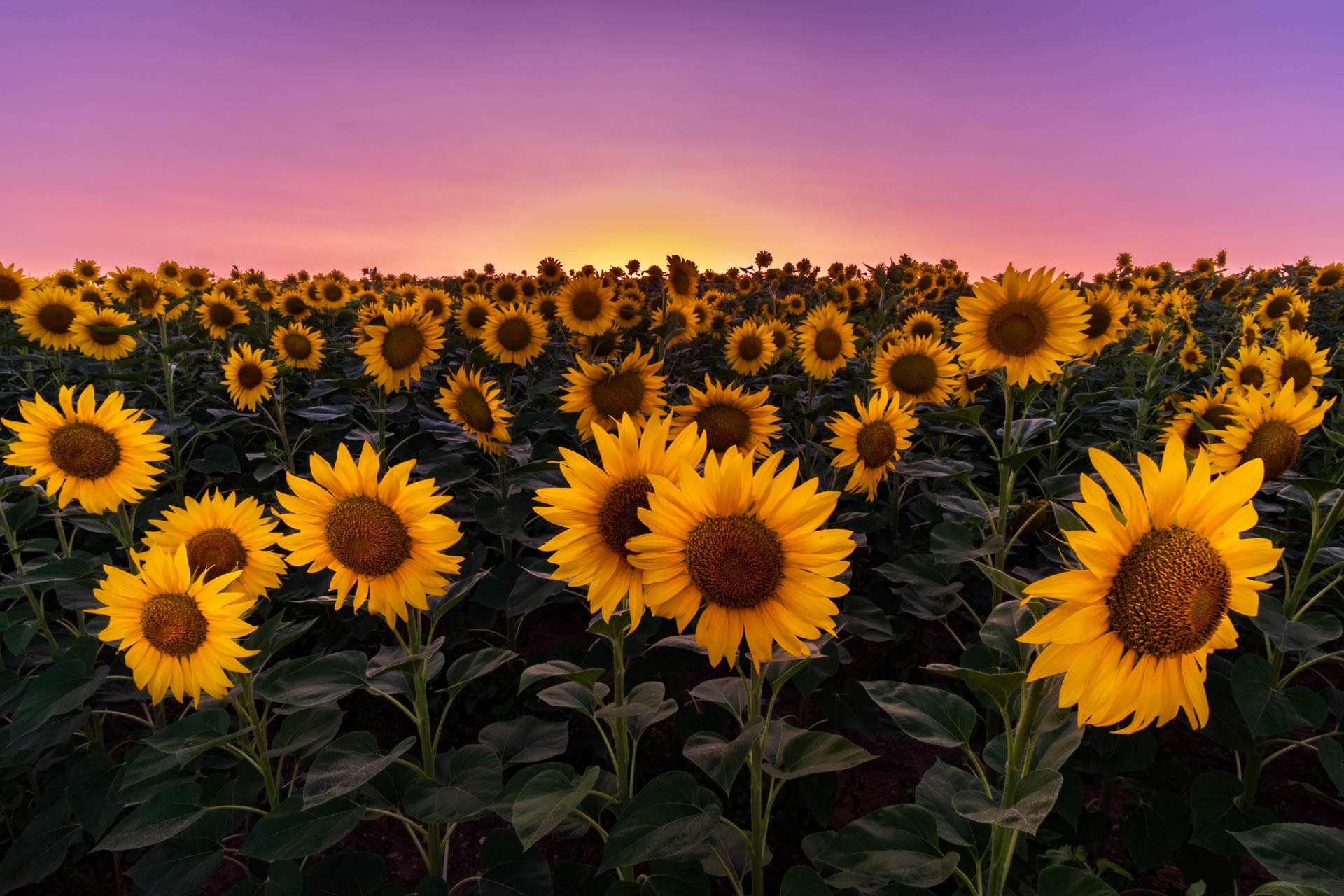 Sunflowers (Ηλιοτρόπια)