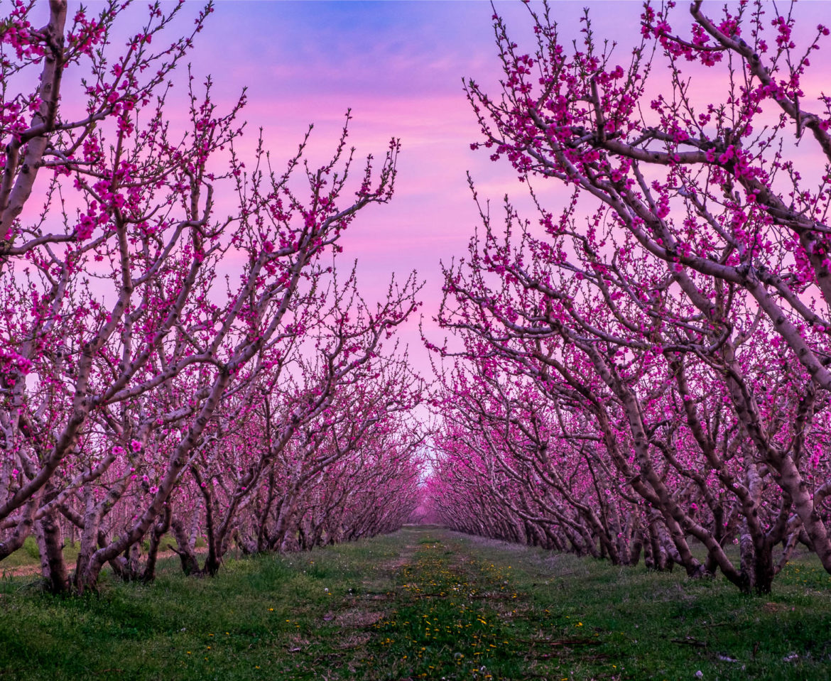 Veria peach blossom 2019