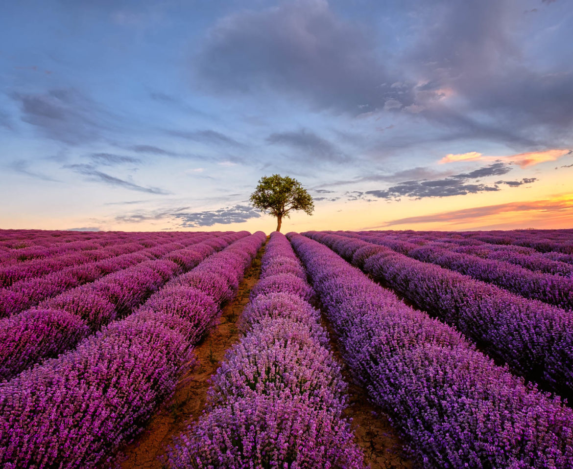 A Lonely Tree in a Lavender Field