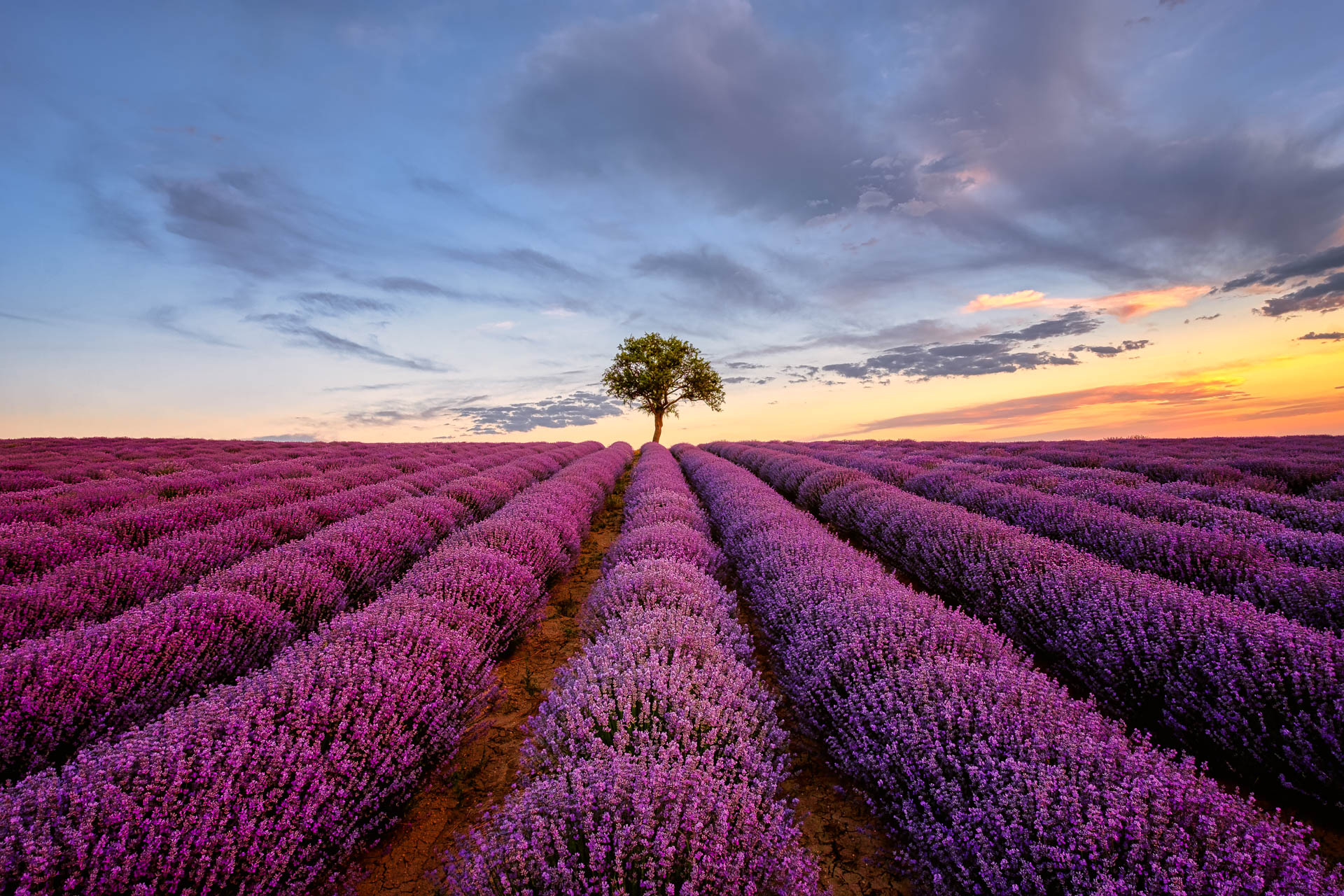 Lonely Tree in a Lavender Field at Sunset in Greece
