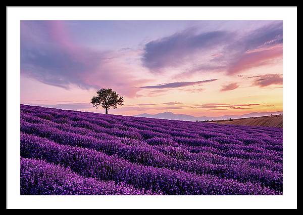 Lonely Tree in a Lavender Field