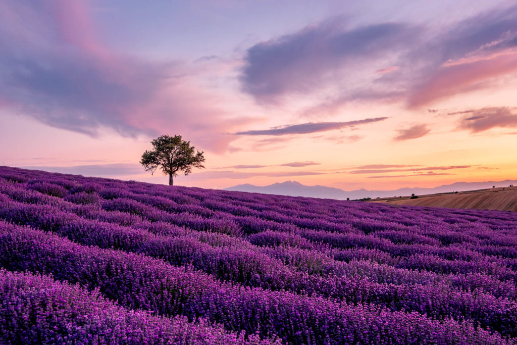 Lone Tree In A Lavender Field