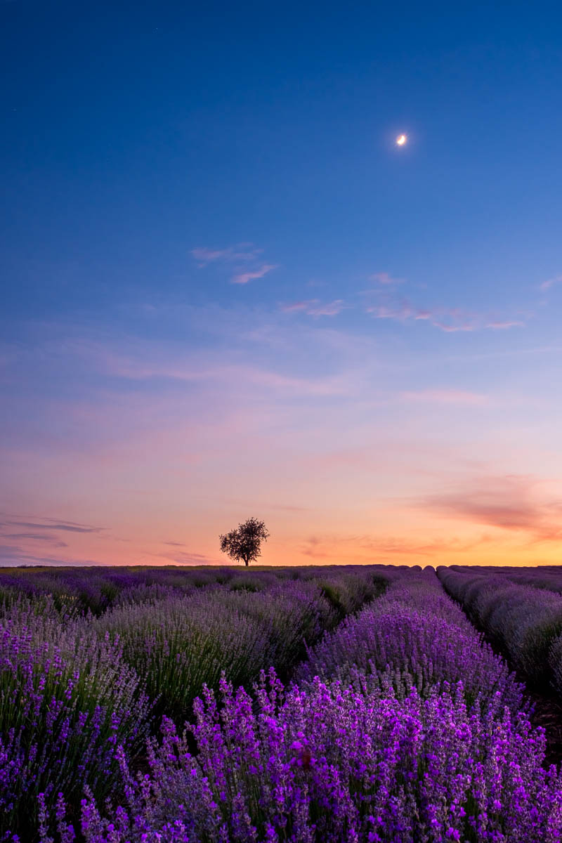 Lone Tree In A Lavender Field under the Moon