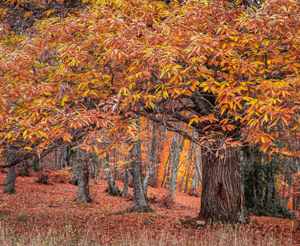 9 Fall Photography Tips