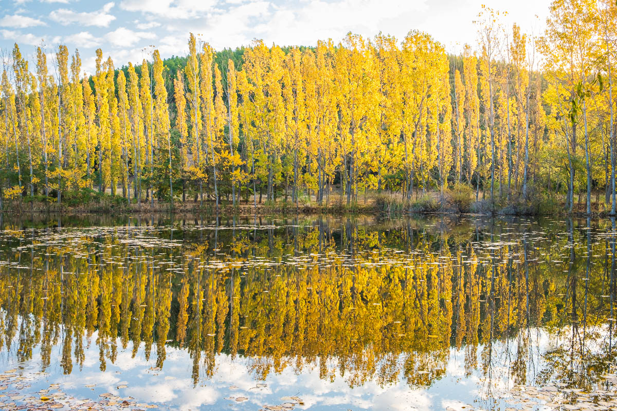 Reflections of trees in Oreokastro lake in Thessaloniki