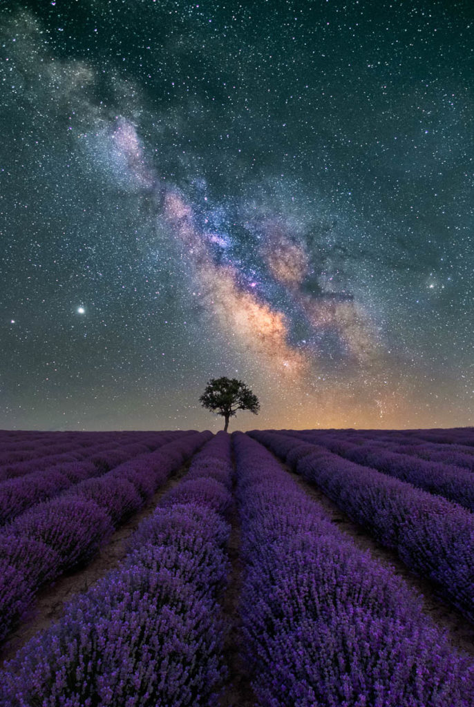 Lone tree in a lavender field under the milky way