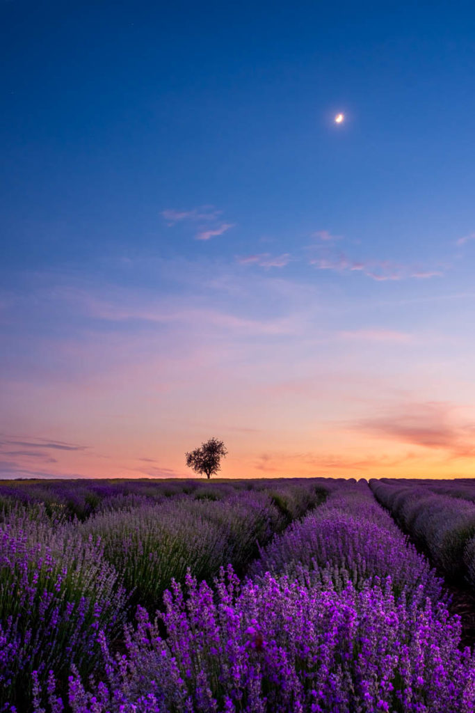Lone tree in a lavender field under the moonlight