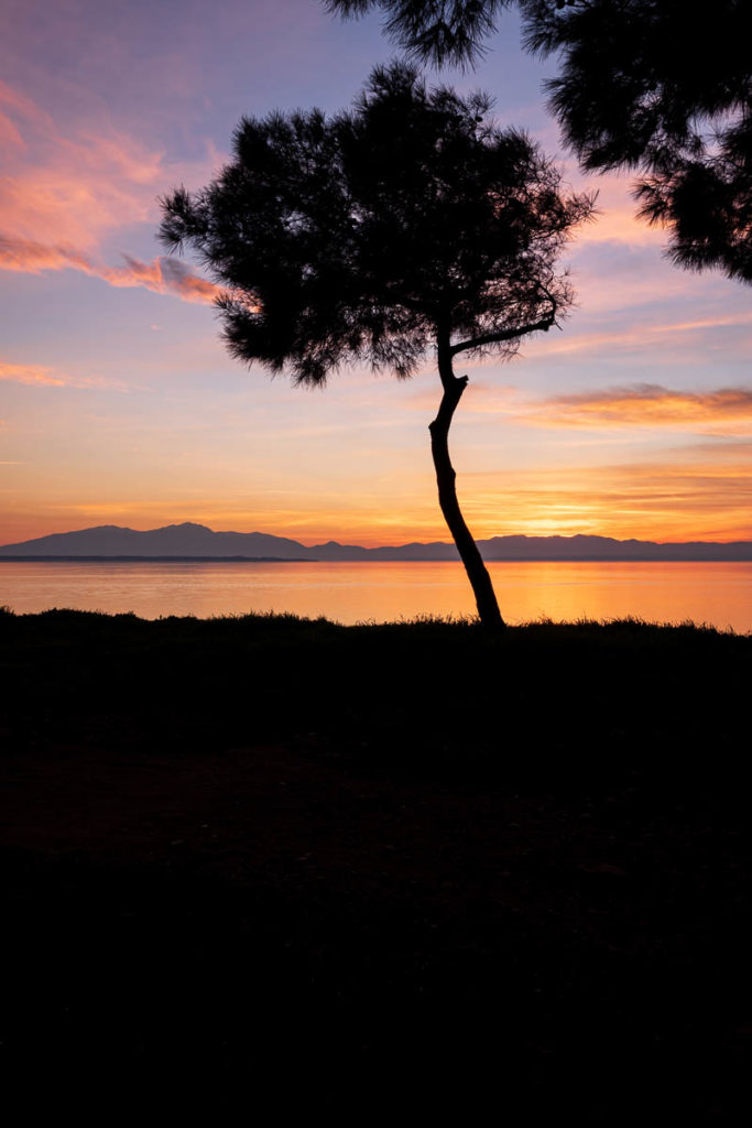 Lone tree silhouette at sunset