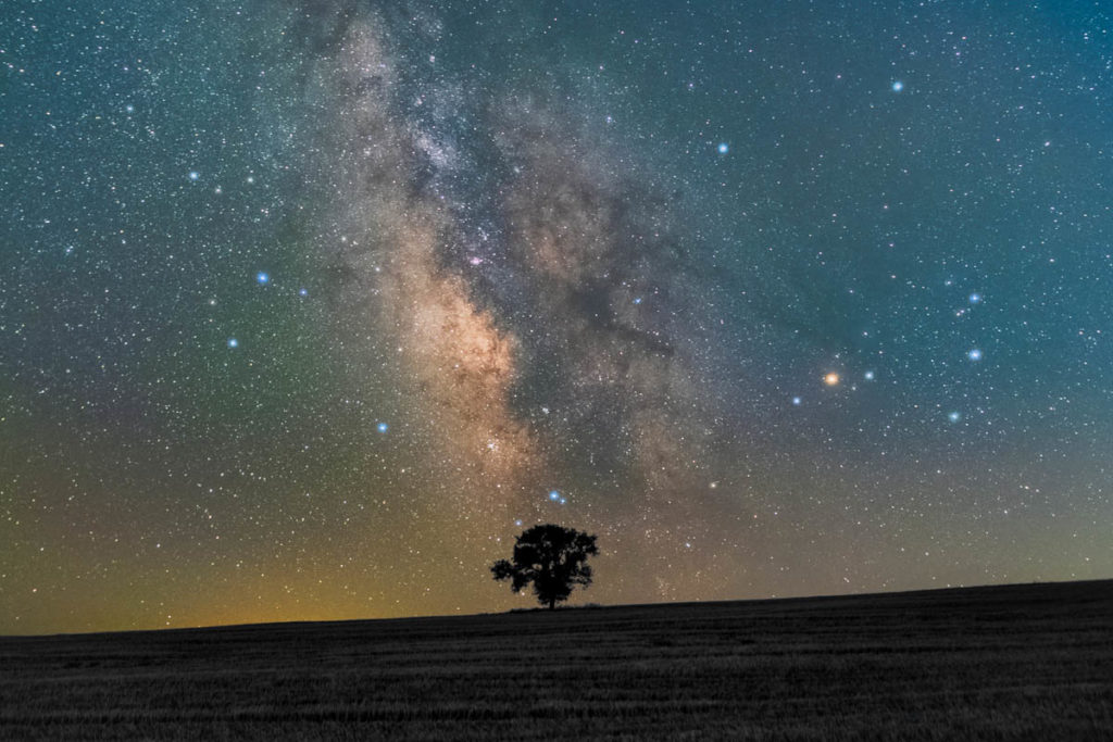 Silhouette of a lone tree under the Milky Way