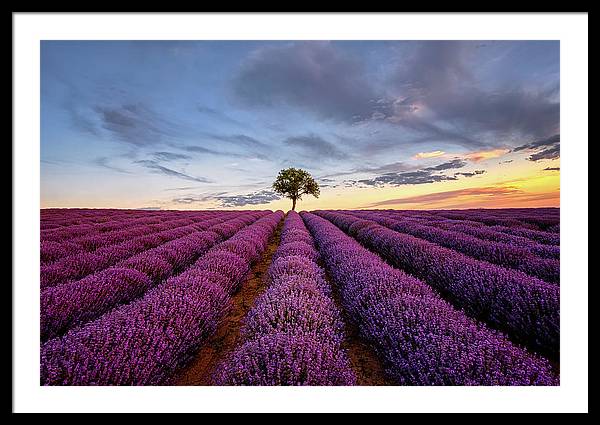 Lone Tree in a Lavender Field at Sunset