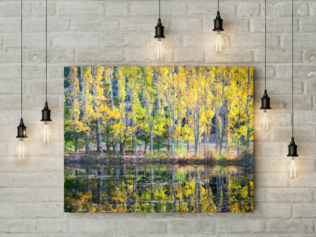 Fall Colors Canvas Print